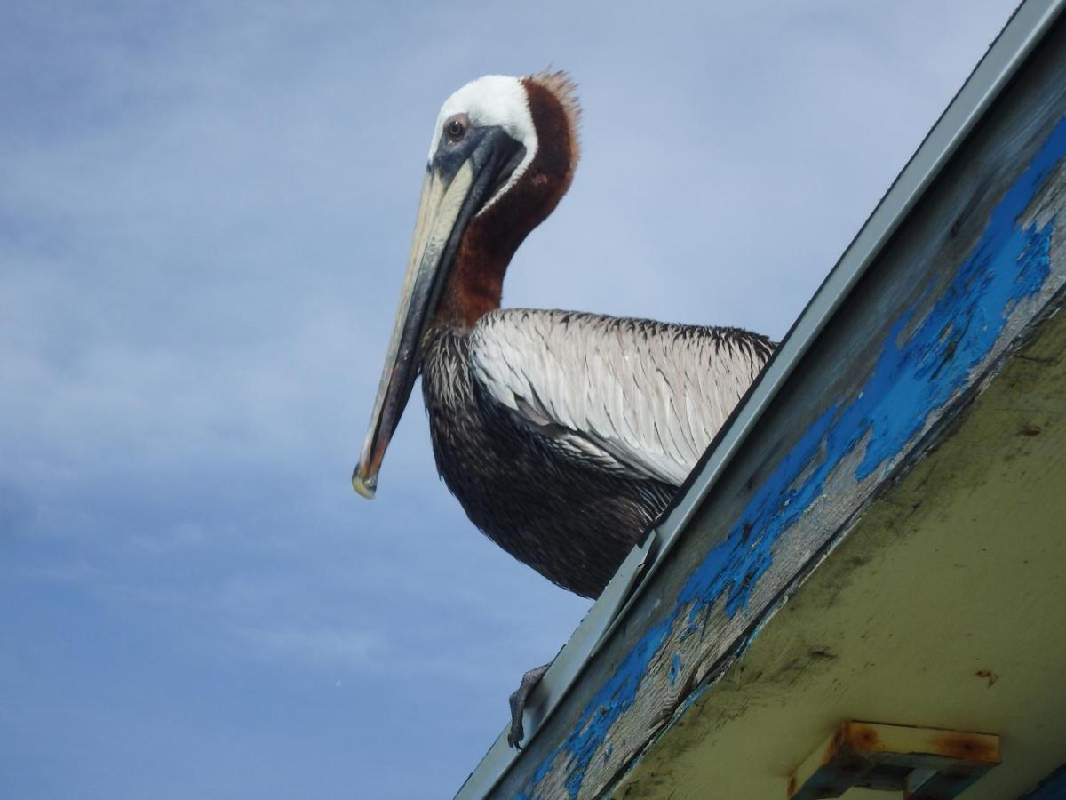 Honu Hideaway At Ocean Walk Resort New Smyrna Beach Exterior foto